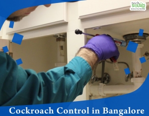 Complete cockroach control services in Bangalore with TechSq